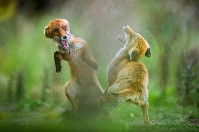 Заряд позитива: взгляните на 25 самых забавных снимков