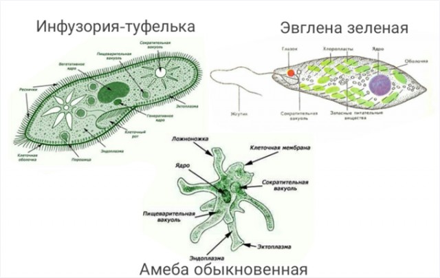 Работа двух профессиональных овчарок