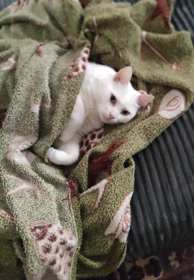 Котовторник. Где коты? Мой вот!