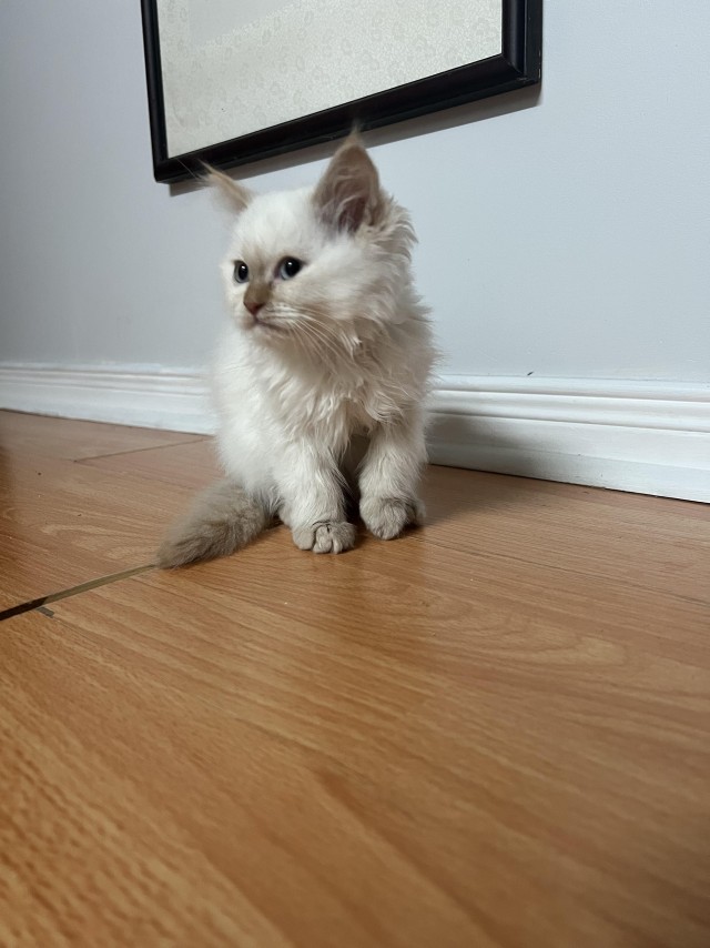 Напугал кошку пердежом