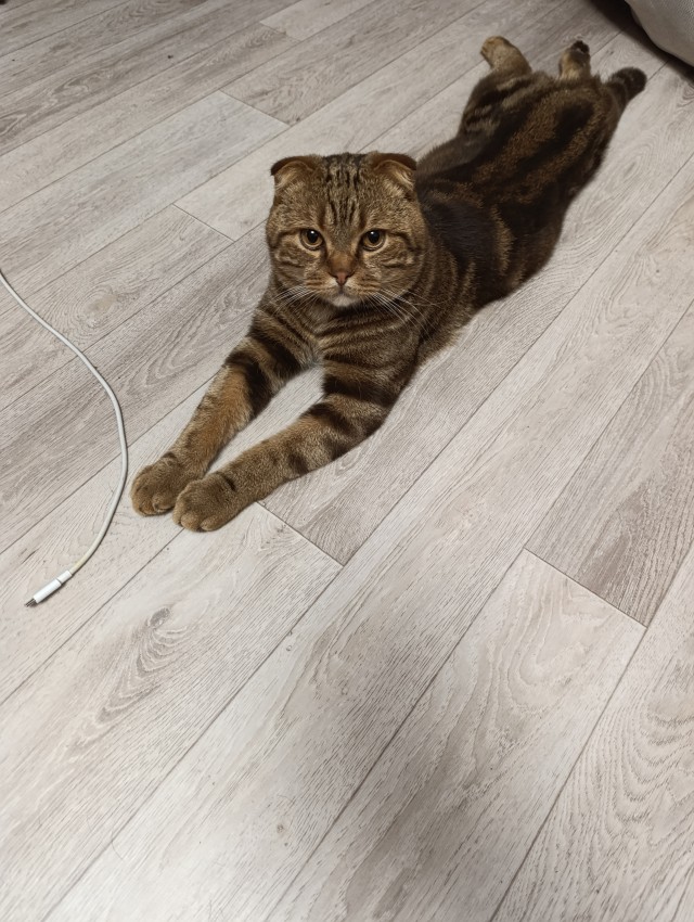 Котик...