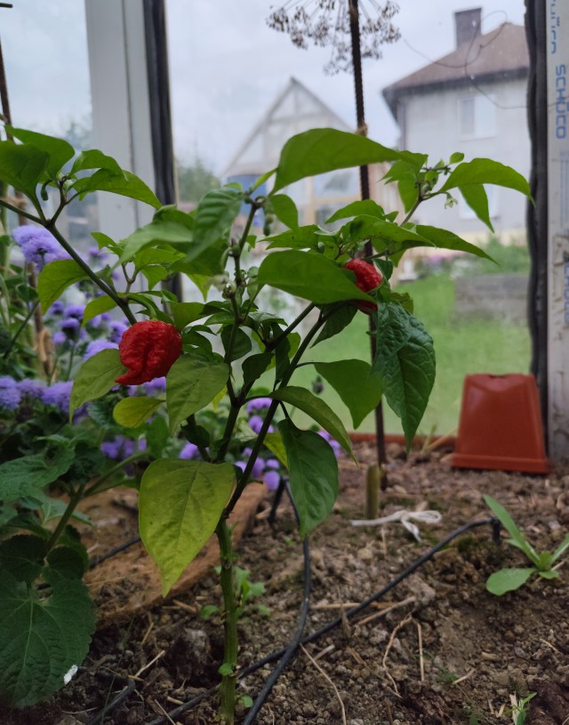 «Обос*аться в кровати»