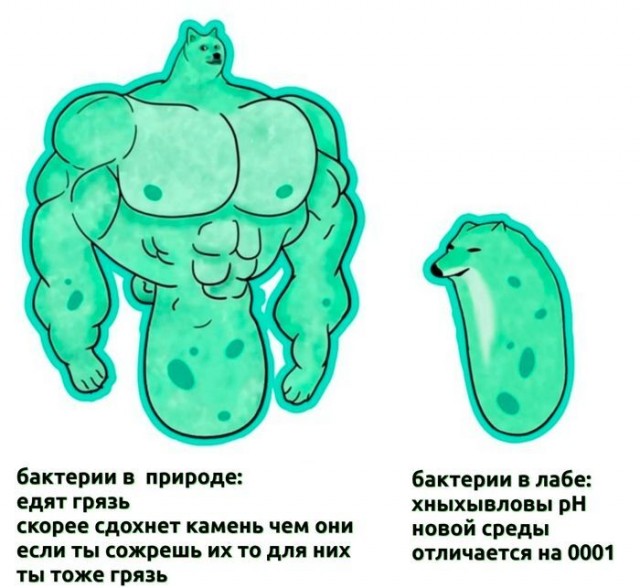 Картиночки, баянчики 30 января