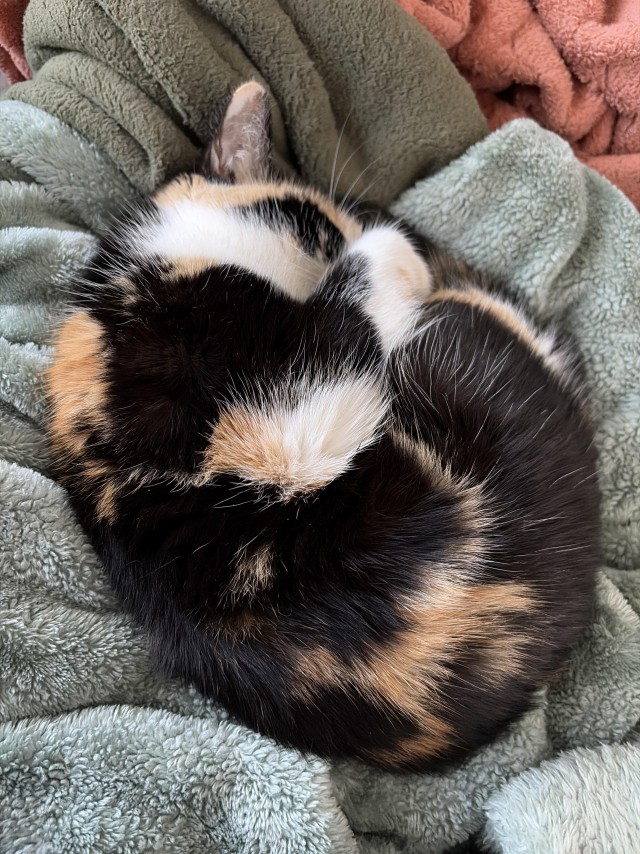 Пьяный пост для котовторника