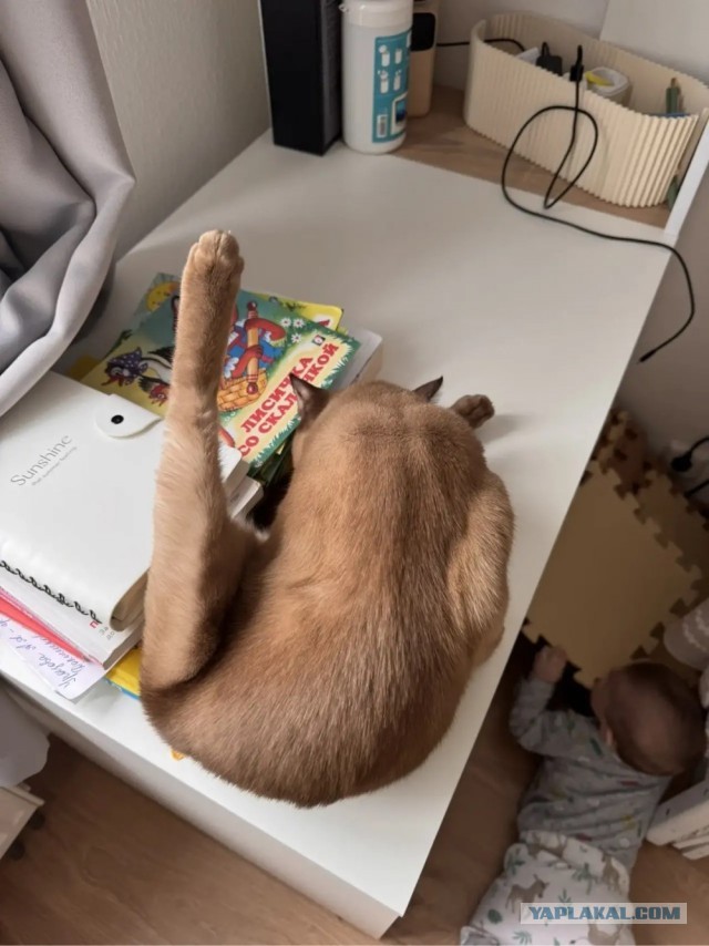 Котовторник Феникса