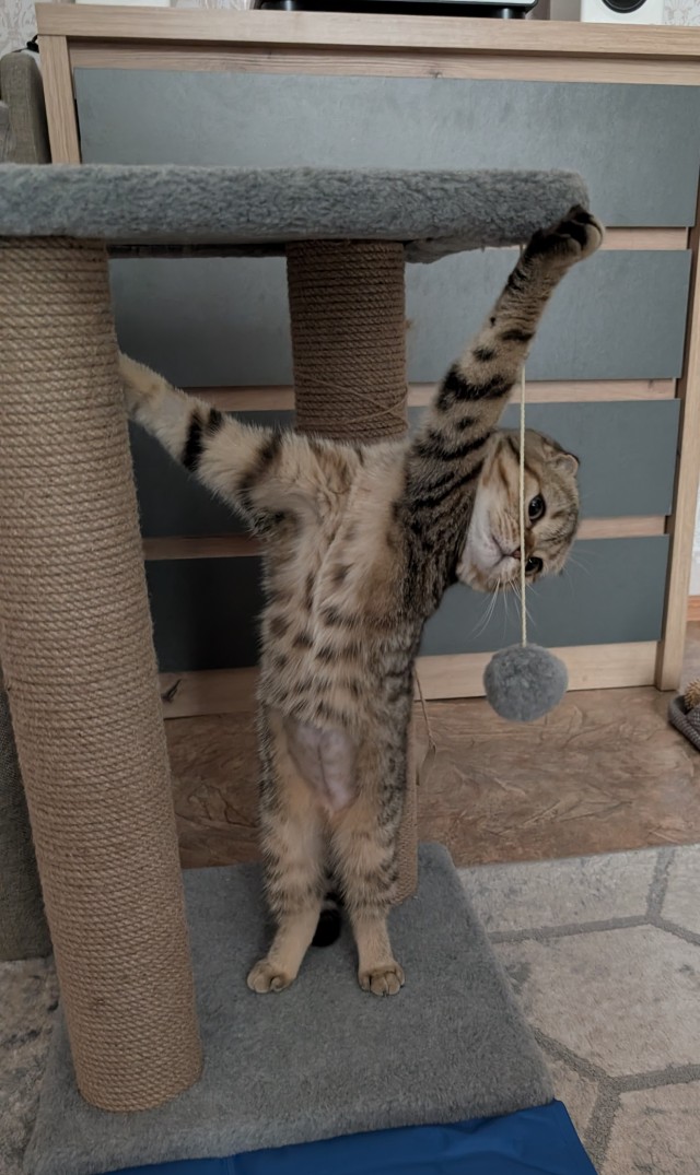Котовторник же!