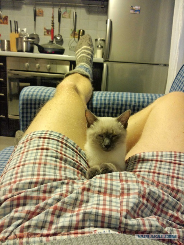 Котовторник 8.10.2013