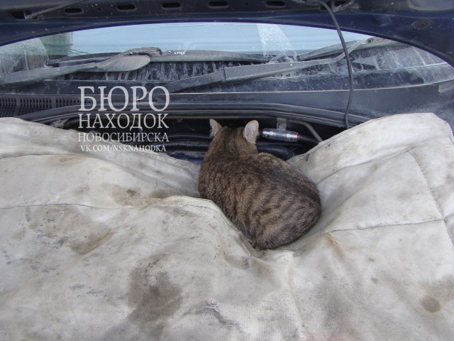 Подкапотный котяка