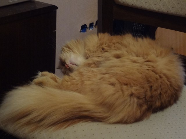 С Котовторником!