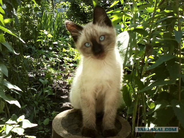 Котовторник 01.07.2014