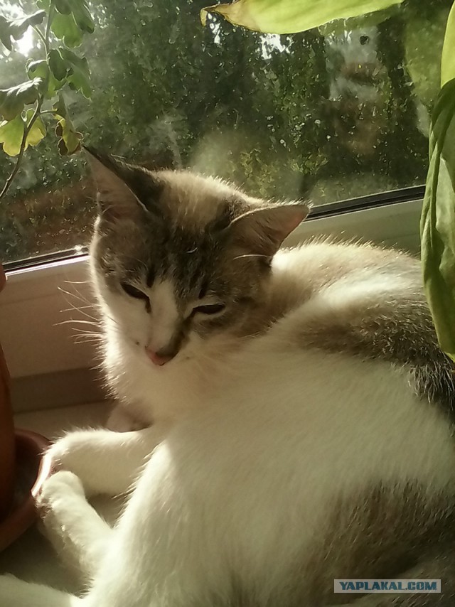 Котовторник 26.08.14.