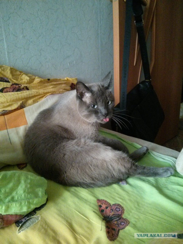 Котовторник 09.09.2014
