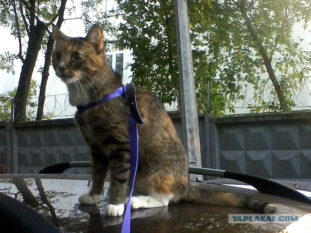 Котовторник 16.09.14