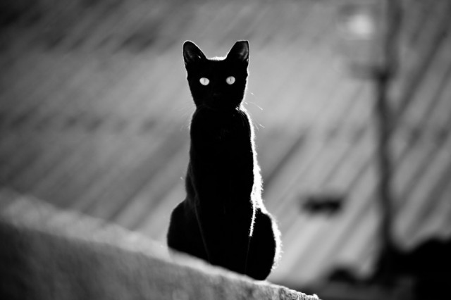Котовторник 04.11.2014