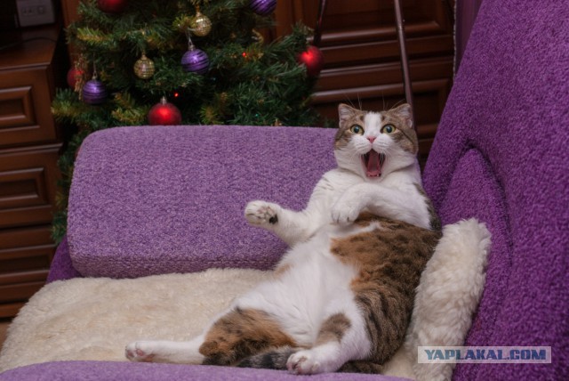 Котовторник 2.12.14