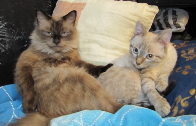 Моим котам