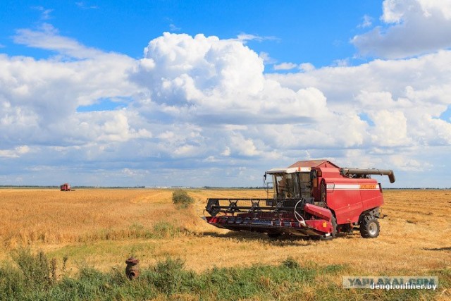 Они вкалывают на комбайнах.
