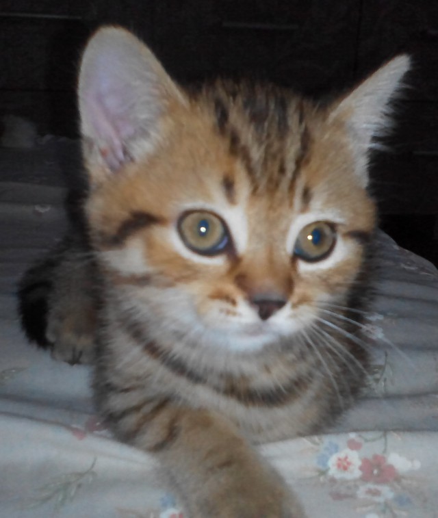 Котовторник  21.07.2015