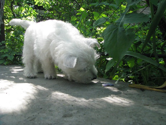 Собакочетверг же, ау!