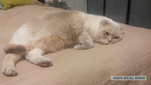 Котовторник 16.02.16