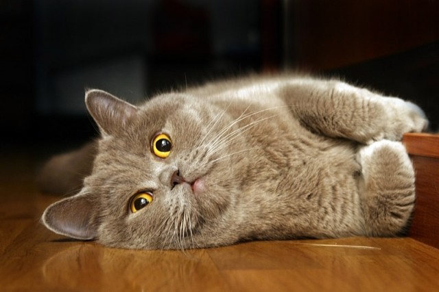 Коты, кошки, котята