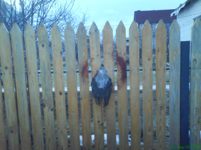 20 животных попавших в затруднительную ситуацию