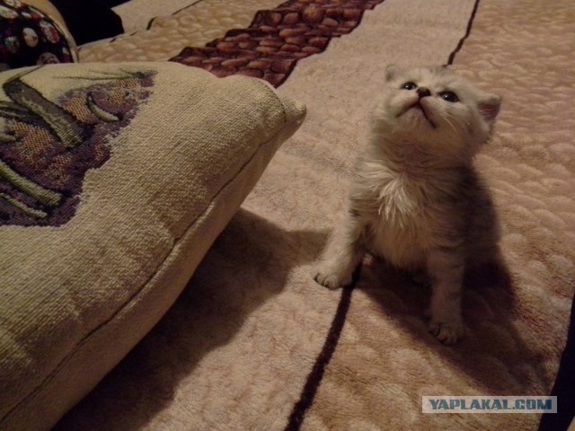 Котовторник - начало