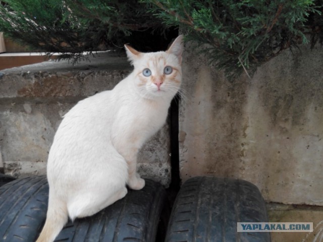 Котовторник 07.06.2016