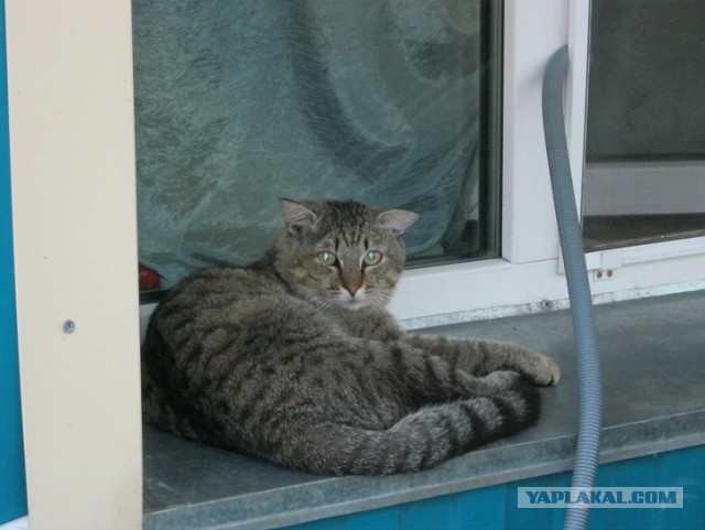 Котовторник 26.07 2016