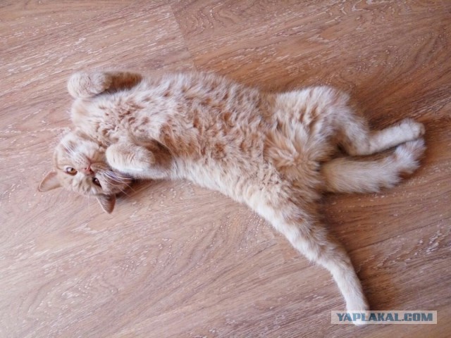Котовторник 25.10. 2016