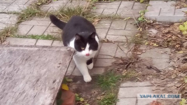 Котовторник 15.11.2016
