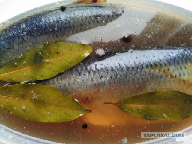 Скумбрия малосольная