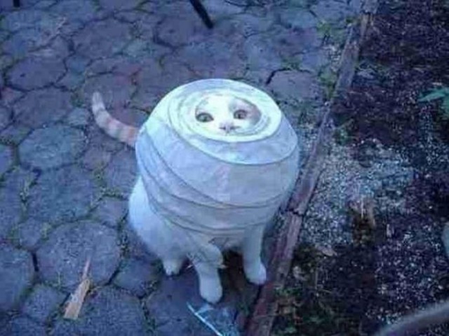 Коты попавшие в непростую жизненную ситуацию