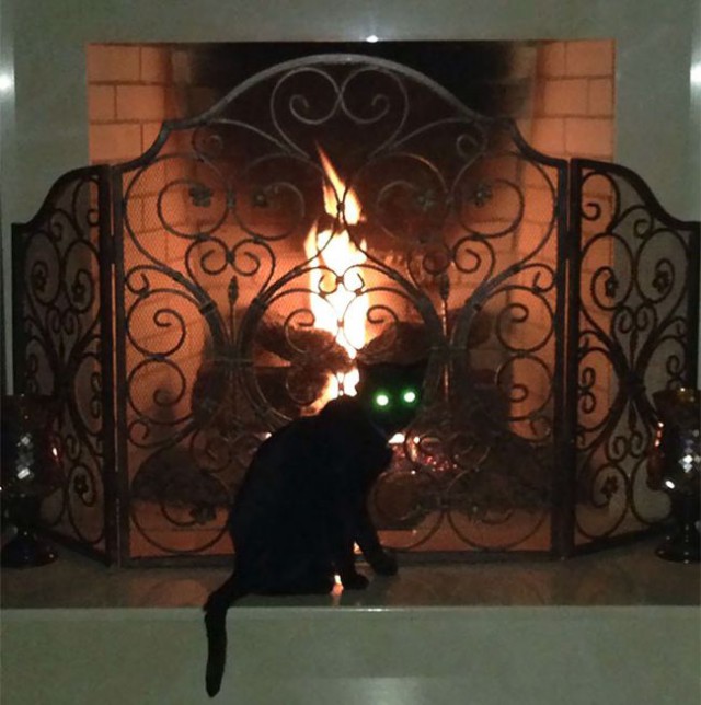 Коты и Кошки