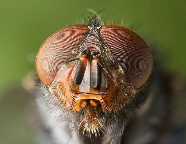 Что думают мухи, когда мы хотим их пришлепнуть