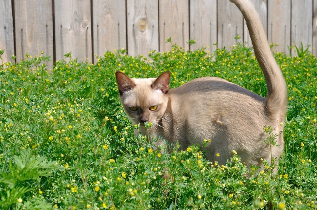 Котовторник 30.05.2017