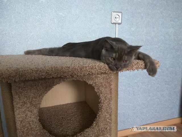 Котовторник 30.05.2017