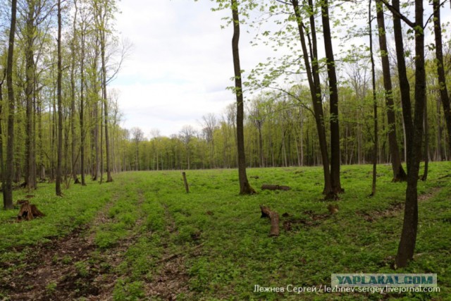 Как вырубают Корочанский лес в Белгородской области