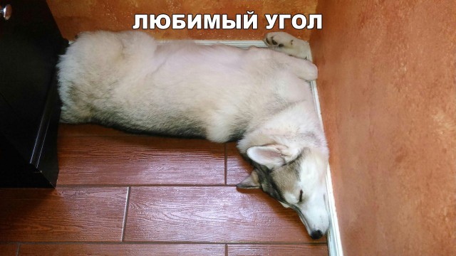 Подборка забавных животных
