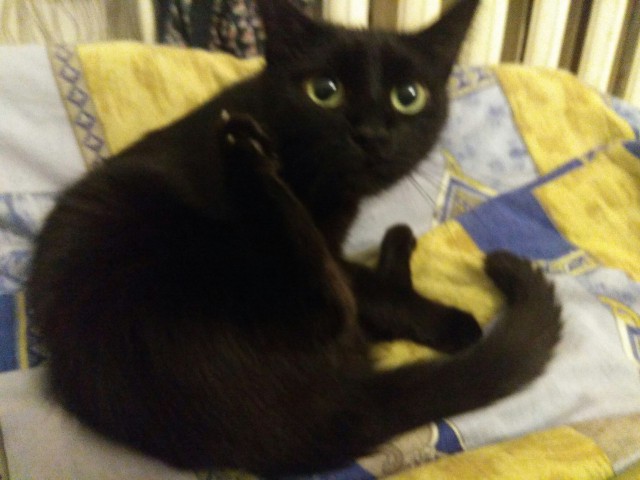 Про кота