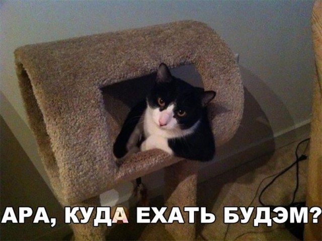 Прикольных котов пост