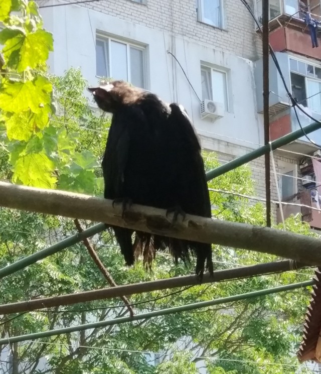 Ворона делится хлебом с мышью