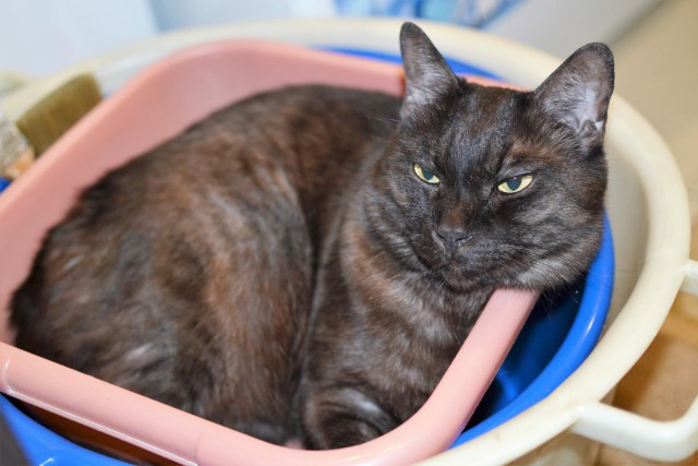 Котовторник 13.03.2018