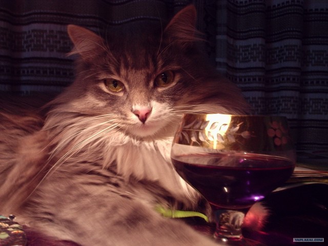 Котовторник  на  ЯПлакалъ