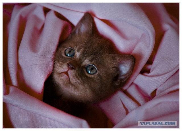 Котовторник в ЯПонии (58 фот)