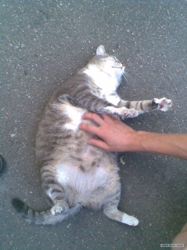 Котовторник?! Коты во вторник!