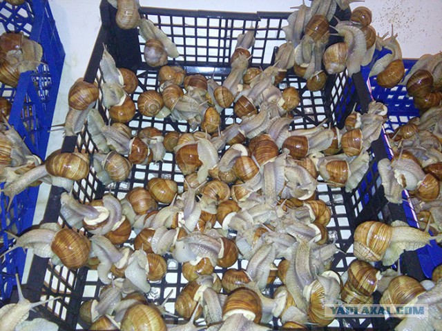 Рогатый деликатес