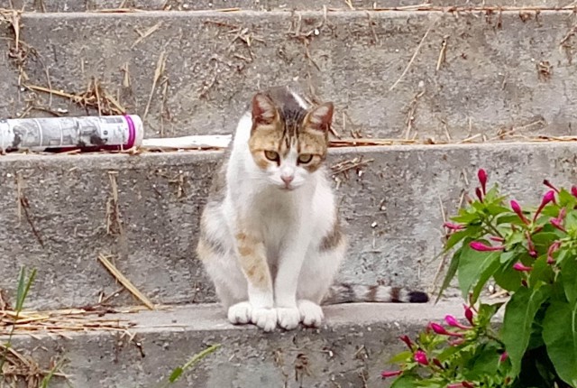 Боевые коты