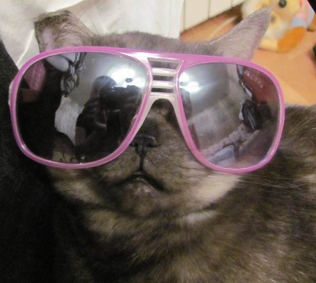 Котовторник!