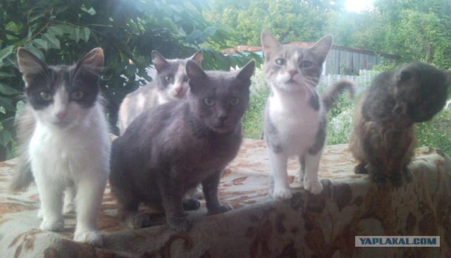 Котовторник 06.09.11